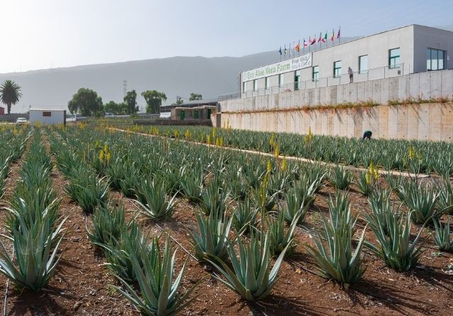 canary aloe vera farms